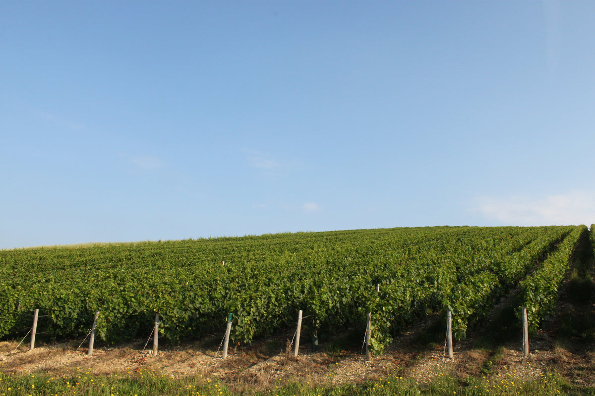 Domaine Régis Jouan