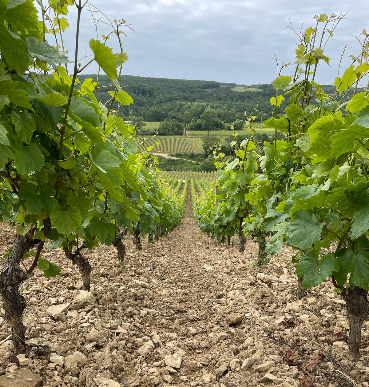 wine