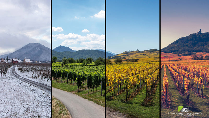 Domaine Frey-Sohler