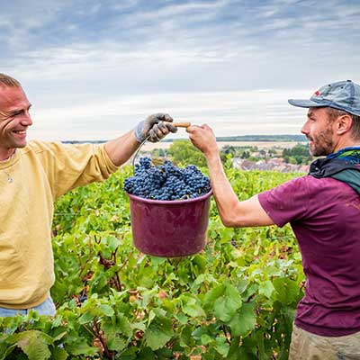 Wine gallery image