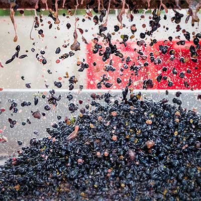 Wine gallery image