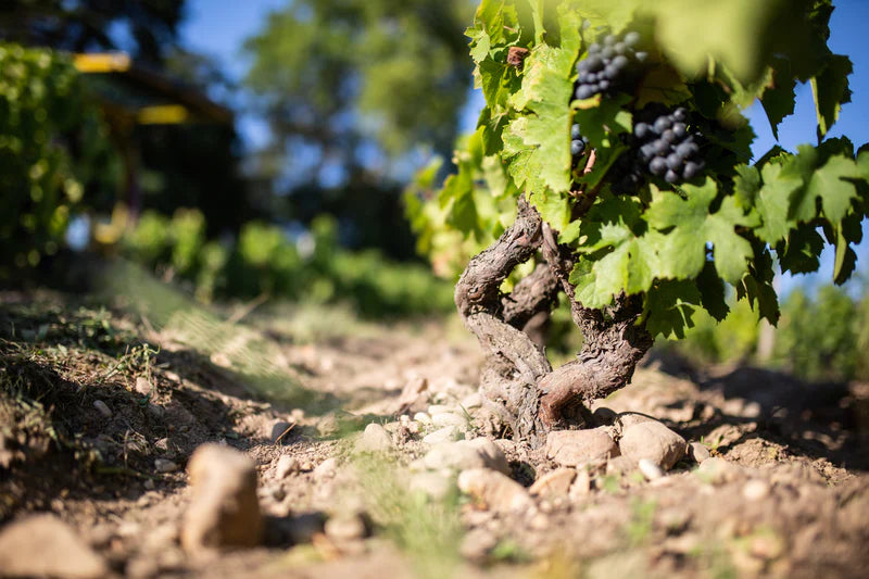 Domaine Ruhlmann-Schutz
