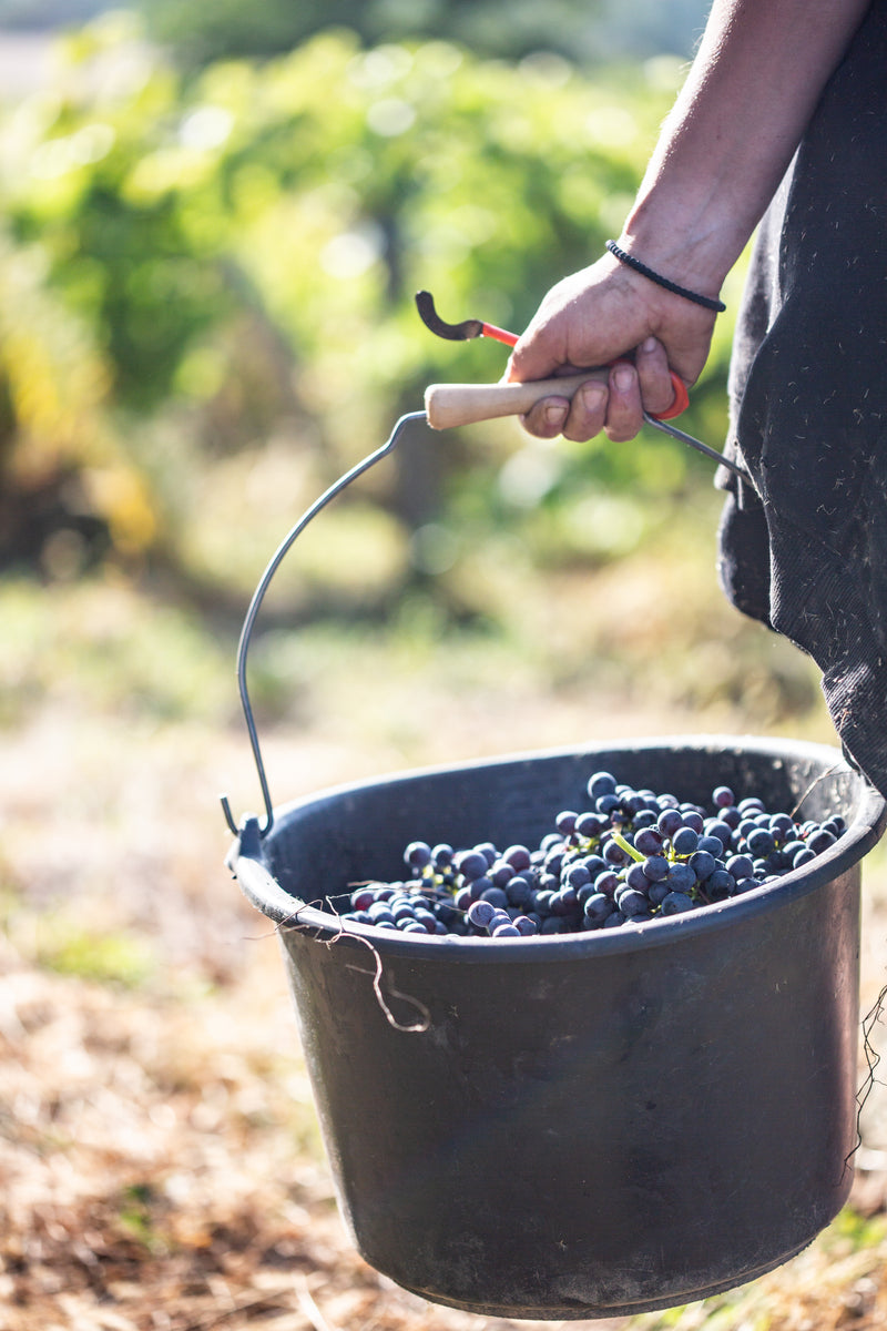 Beaujolais Trauben