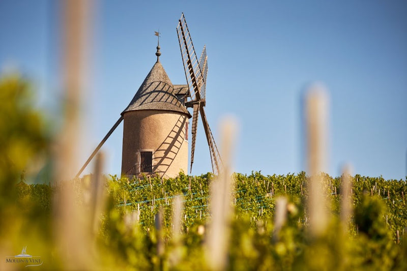 Beaujolais Terroir