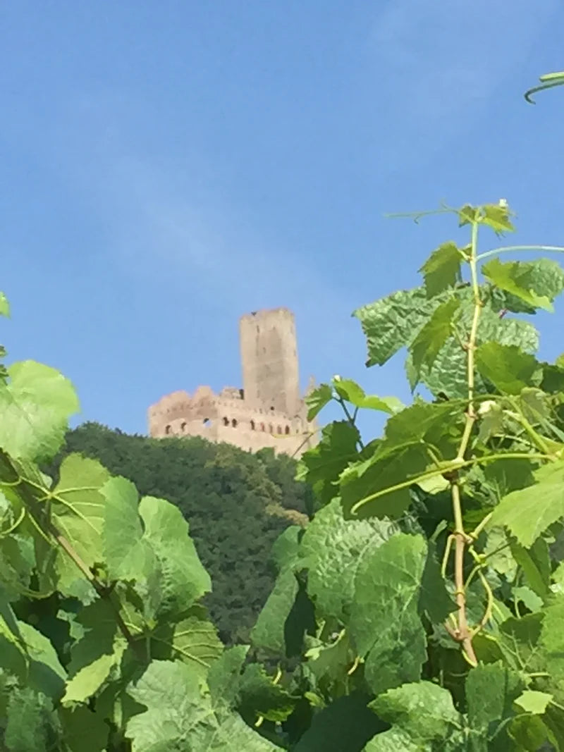wine