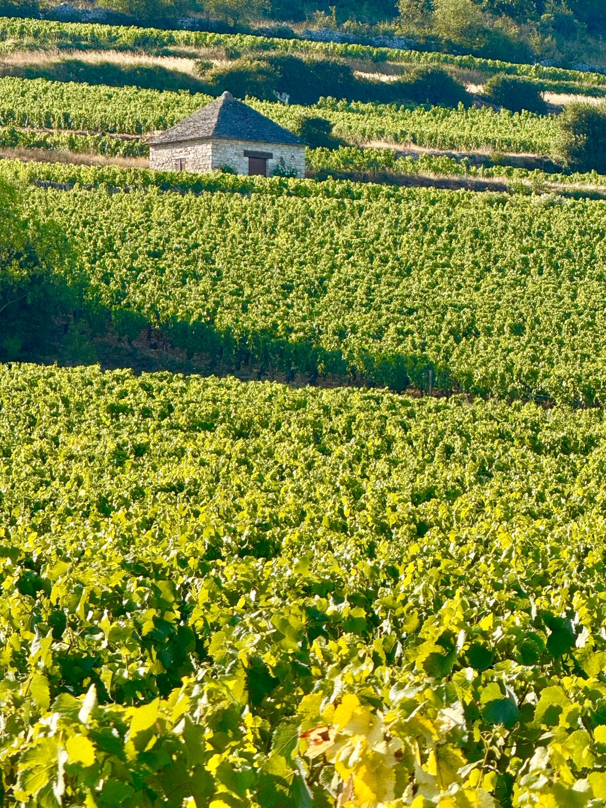 wine