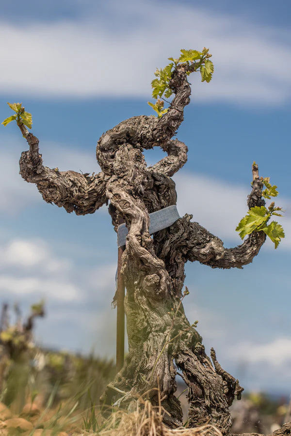 Rhône Terroir