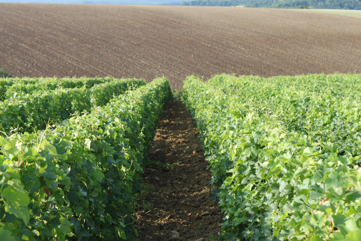 Domaine Ruhlmann-Schutz