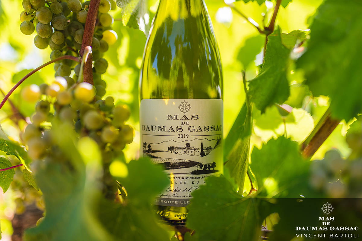 Domaine Patrick Miolane.