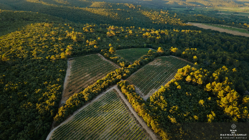 Mas de Daumas Gassac