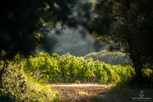 Languedoc Terroir