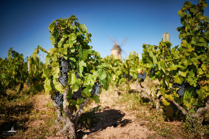 Château Bonnet