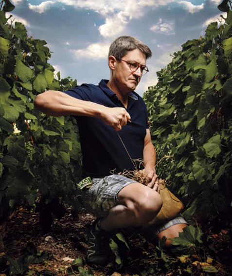 wine