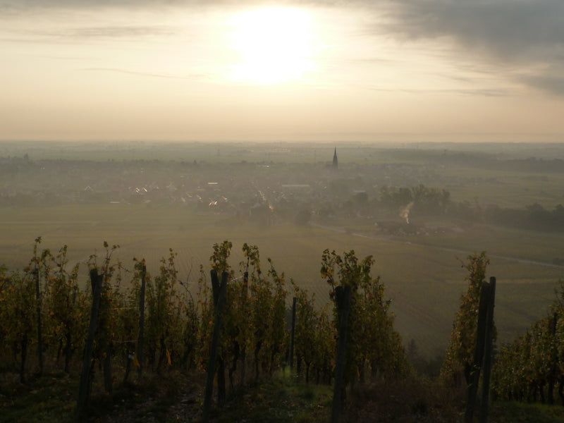 Domaine Frey-Sohler