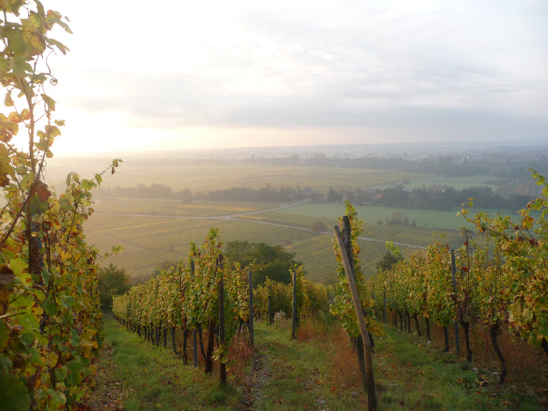 Domaine Frey-Sohler