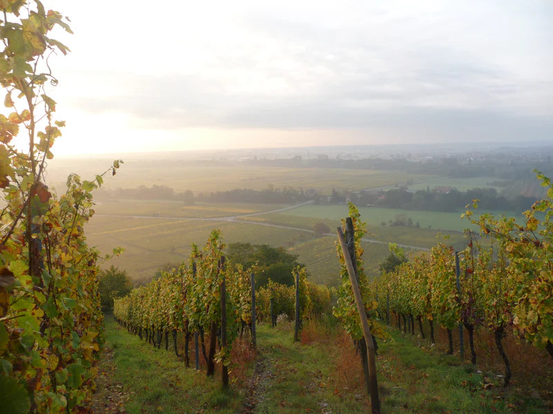 Domaine Ruhlmann-Schutz
