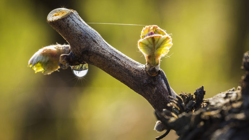 Wine gallery image