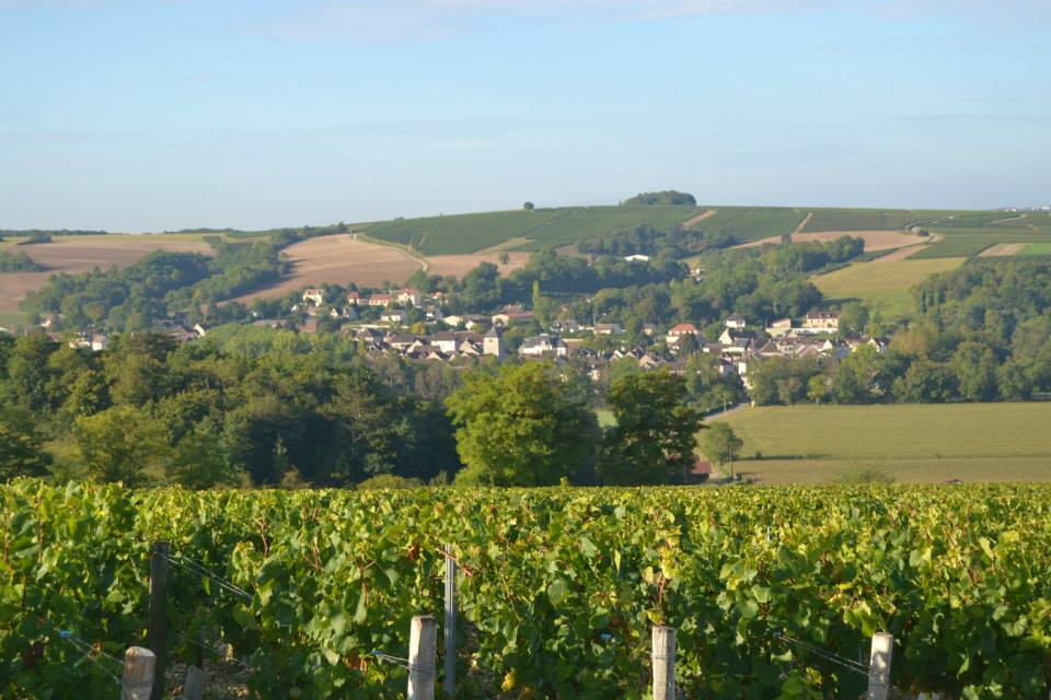 Domaine Martin-Dufour