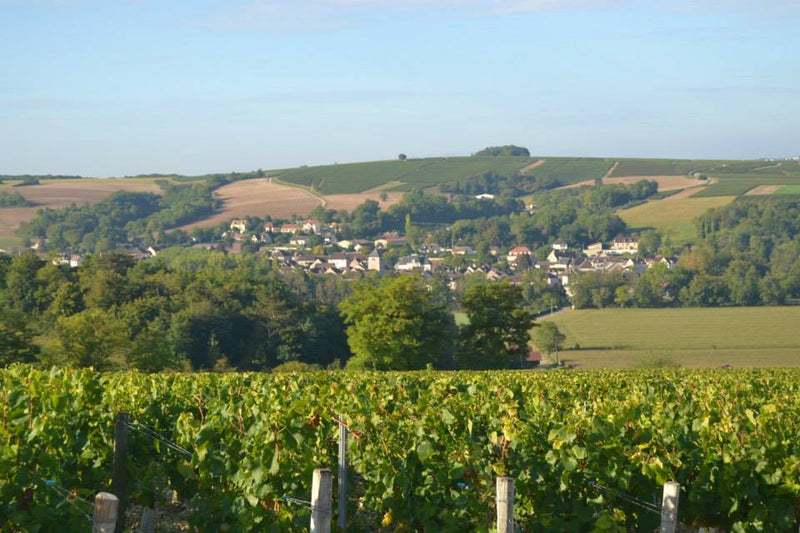 Wine gallery image