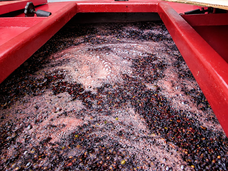 Pinot Noir in der Gärbütte – Domaine Camus