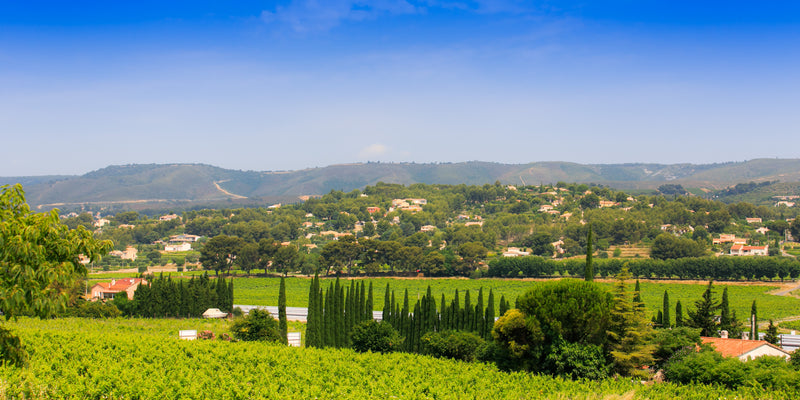 Provence Trauben
