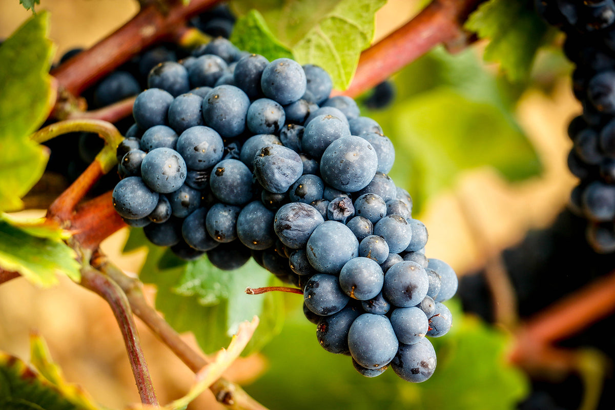 wine