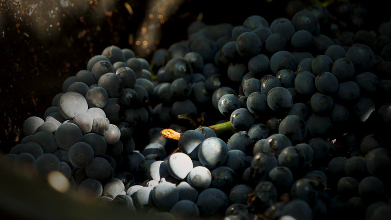 Chorey-les-Beaune